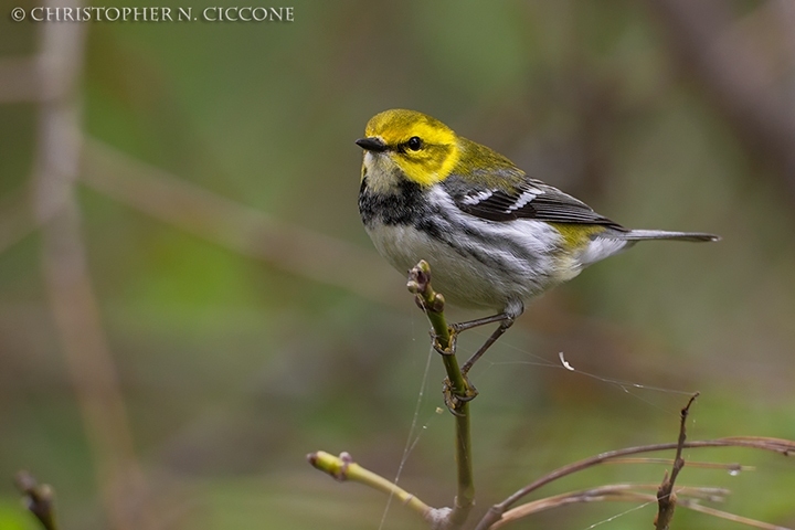 Black-throated Green Warbler