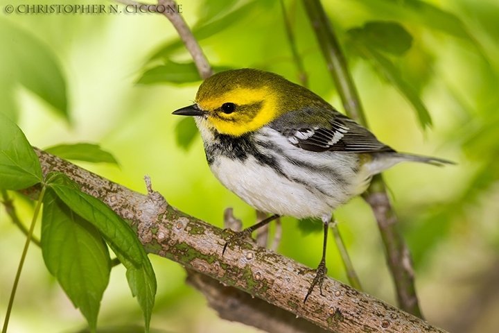 Black-throated Green Warbler