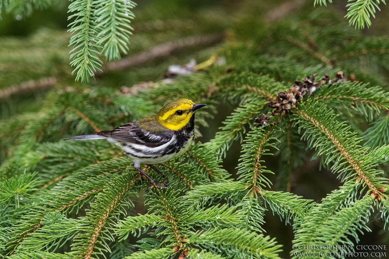 Black-throated Green Warbler