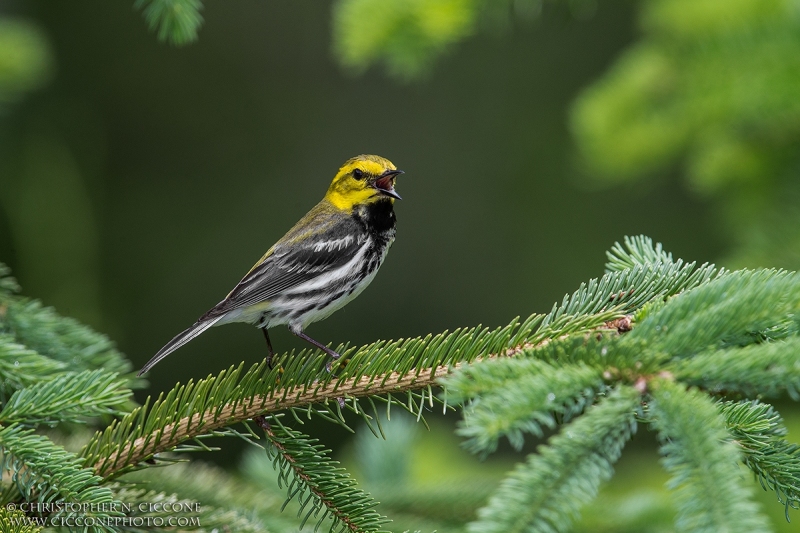 Black-throated Green Warbler