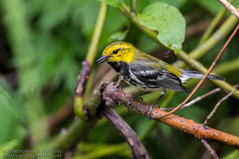 Black-throated Green Warbler