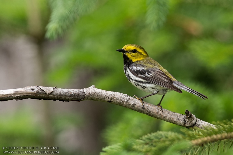 Black-throated Green Warbler