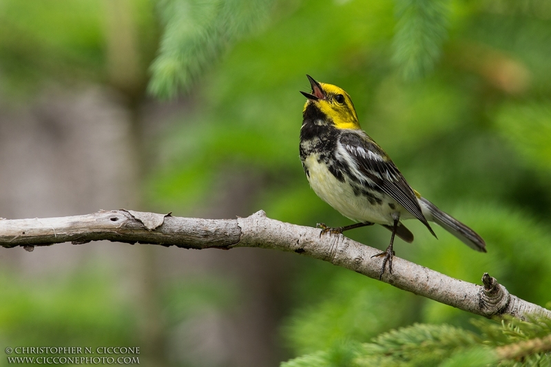 Black-throated Green Warbler