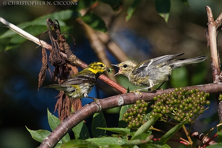 Black-throated Green Warbler