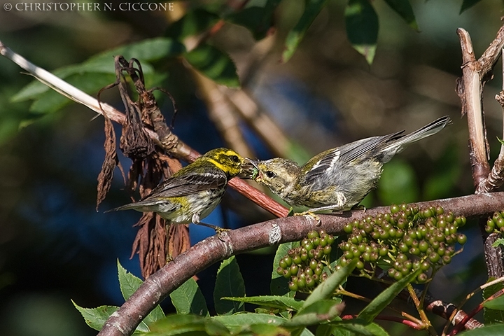 Black-throated Green Warbler