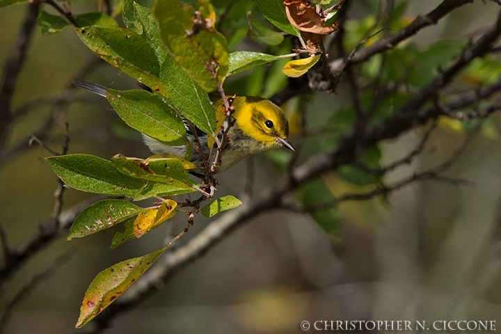 Black-throated Green Warbler