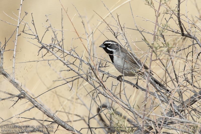 Black-throated Sparrow