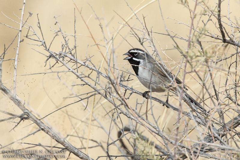 Black-throated Sparrow