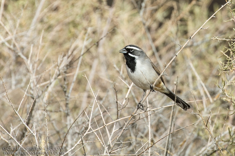 Black-throated Sparrow