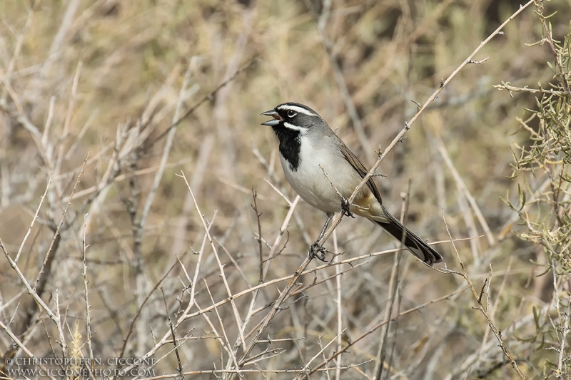 Black-throated Sparrow