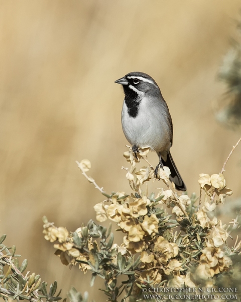 Black-throated Sparrow