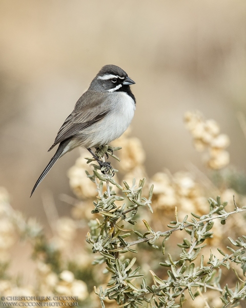 Black-throated Sparrow