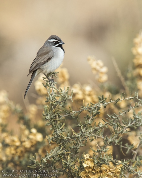 Black-throated Sparrow