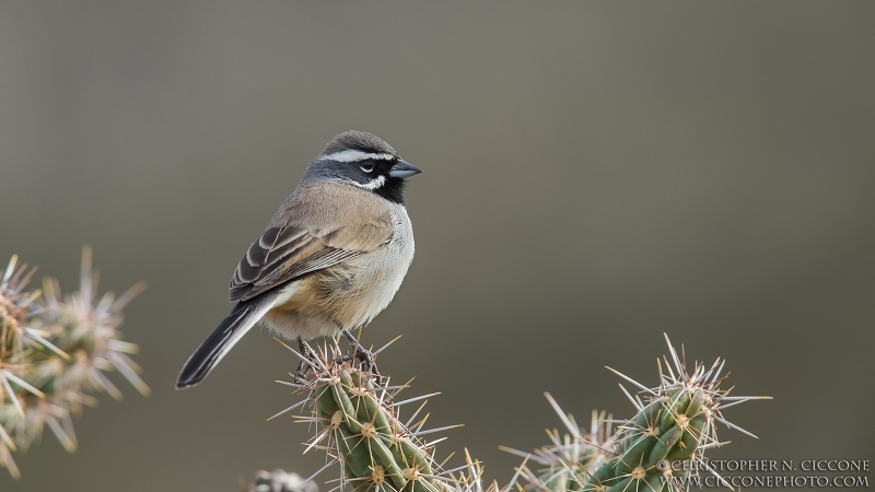 Black-throated Sparrow