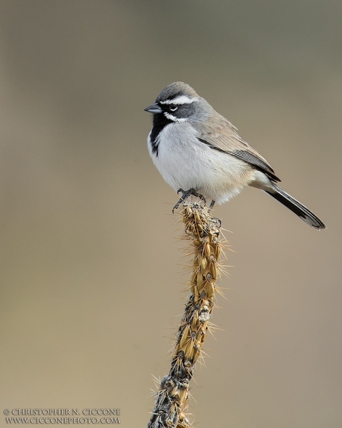 Black-throated Sparrow