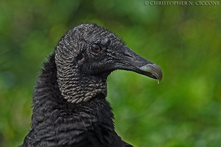 Black Vulture