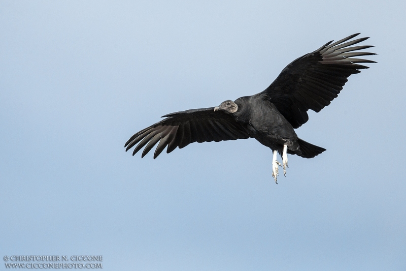 Black Vulture