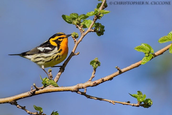 Blackburnian Warbler