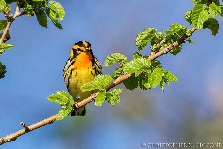 Blackburnian Warbler