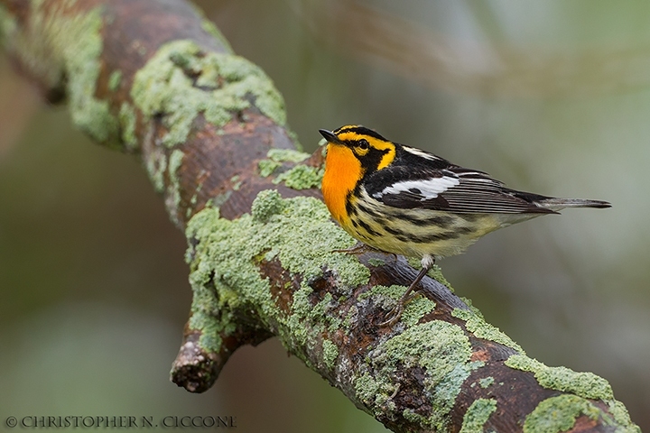 Blackburnian Warbler