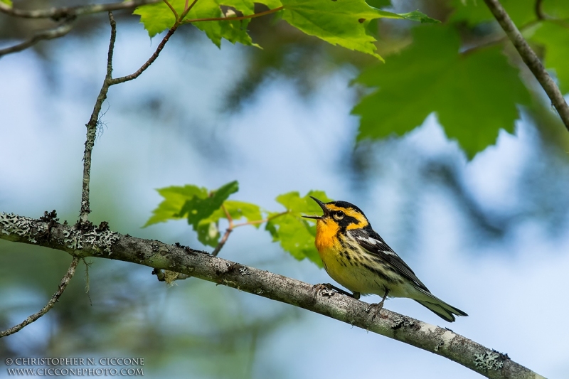 Blackburnian Warbler