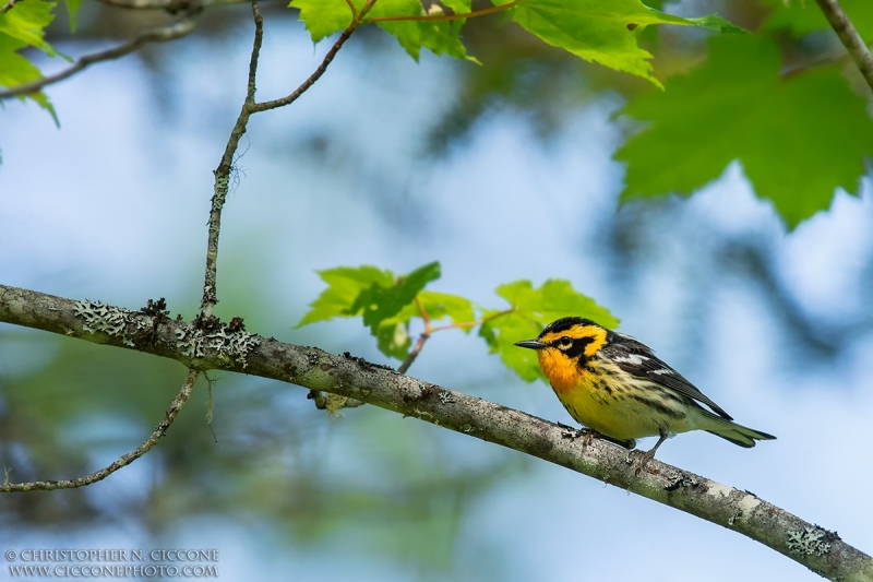 Blackburnian Warbler