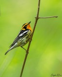 Blackburnian Warbler