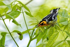 Blackburnian Warbler