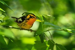 Blackburnian Warbler