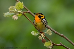 Blackburnian Warbler