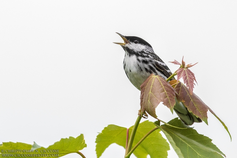 Blackpoll Warbler