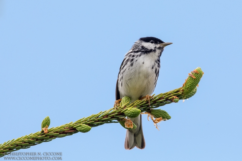 Blackpoll Warbler