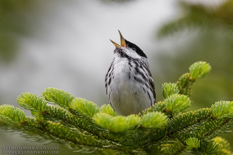 Blackpoll Warbler