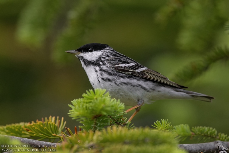 Blackpoll Warbler