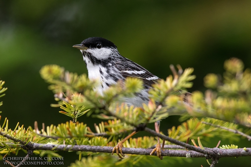 Blackpoll Warbler