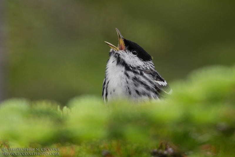 Blackpoll Warbler