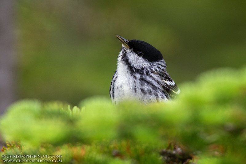 Blackpoll Warbler