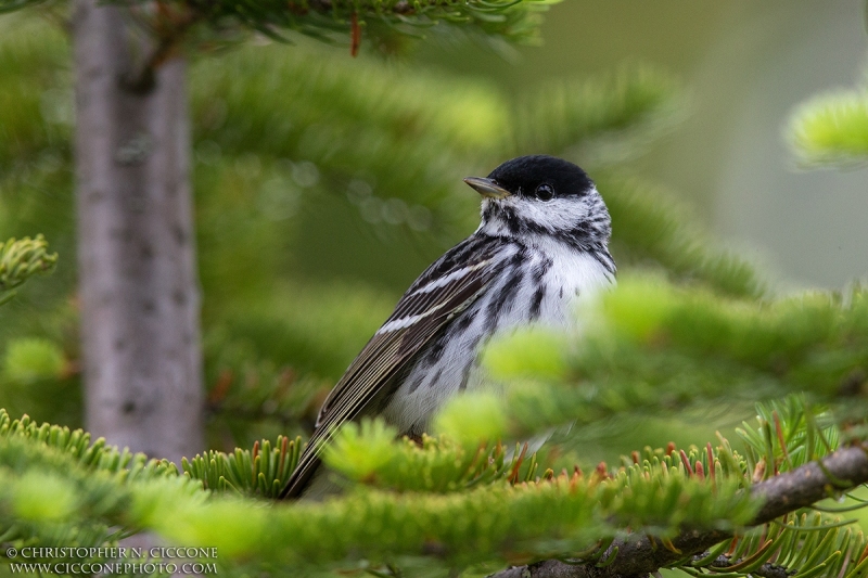 Blackpoll Warbler