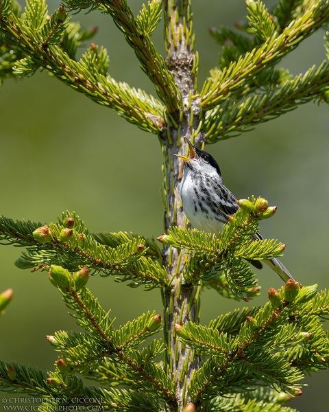 Blackpoll Warbler