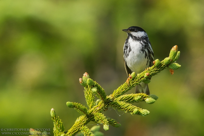 Blackpoll Warbler