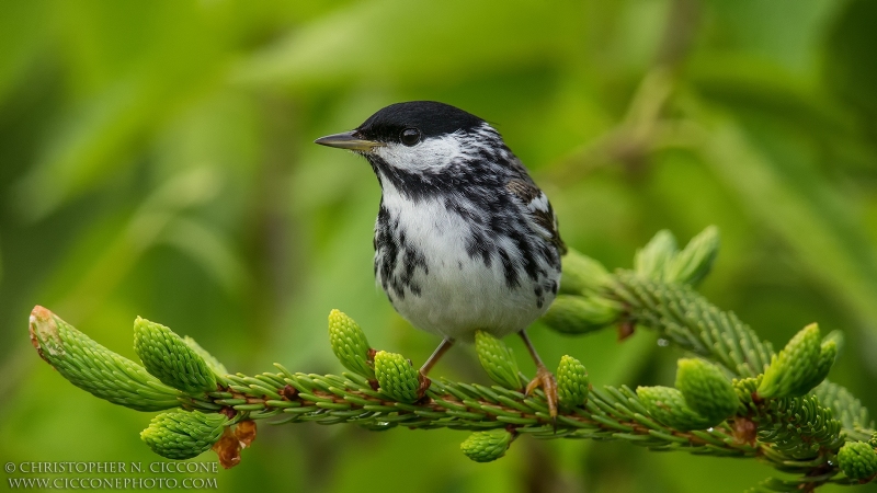 Blackpoll Warbler