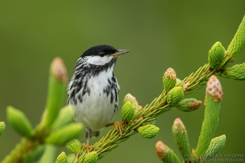 Blackpoll Warbler