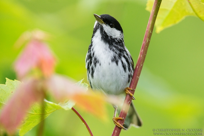 Blackpoll Warbler