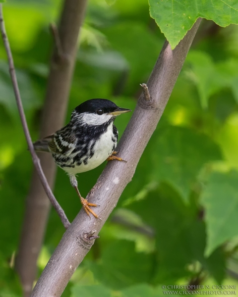 Blackpoll Warbler