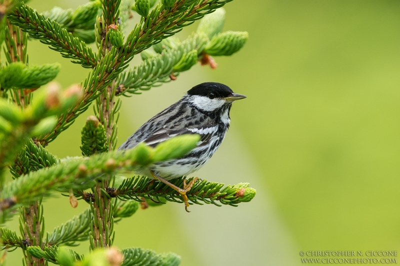 Blackpoll Warbler