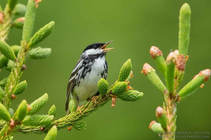 Blackpoll Warbler