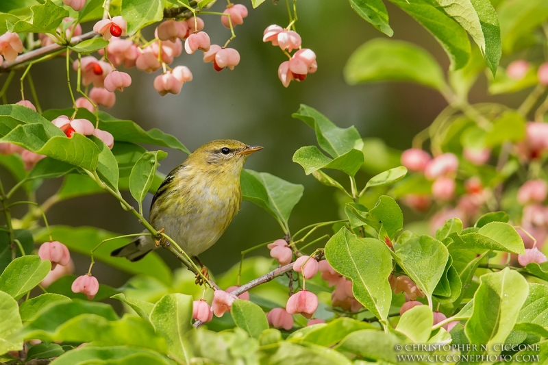 Blackpoll Warbler