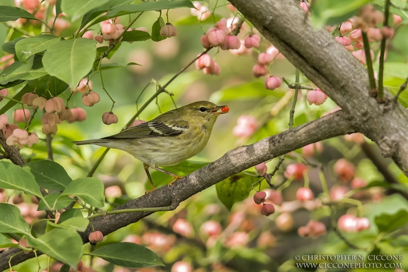 Blackpoll Warbler