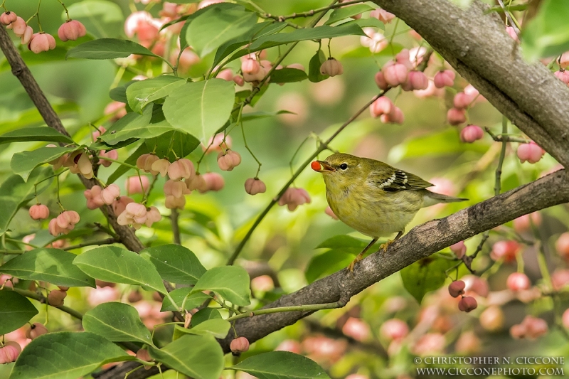 Blackpoll Warbler