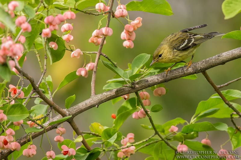 Blackpoll Warbler